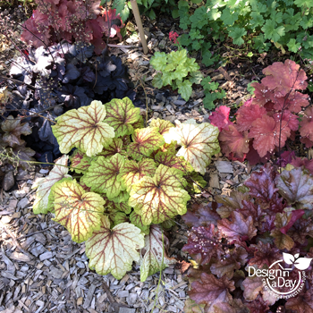 Colorful coralbells collection enhances the privacy landscape of this North Portland backyard.