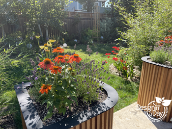 Coneflowers bring color in client made planters in North Portland backyard.