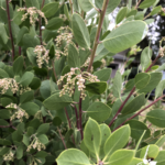 Austin Griffiths Manzanita close up of leaf and flower bud