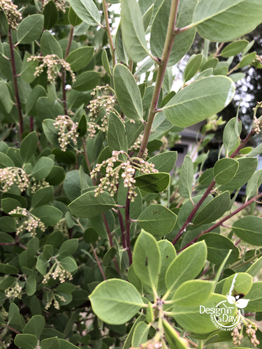 Austin Griffiths Manzanita close up of leaf and flower bud is a great drought tolerant plant for St. Johns Portland.