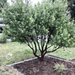 Drought tolerant Manzanita in Saint Johns Neighborhood Portland Oregon