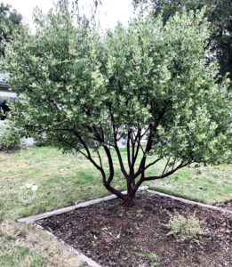 Drought tolerant Manzanita in Saint Johns Neighborhood Portland Oregon