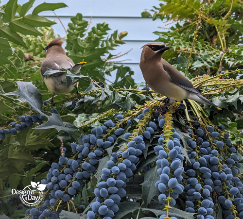 Photo from St Johns North Portland of Cedar Wax Wings in a Mahonia 'Charity' large shrub.
