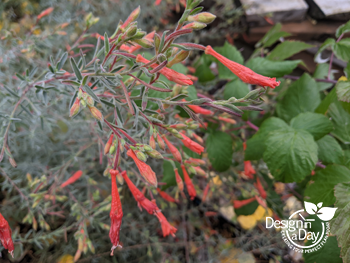 California Fuchsia, drought tolerant plant for Northeast Portland gardens.