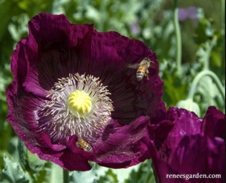 Honey bees are busy feeding and collecting pollen from this dark purple poppy flower. 