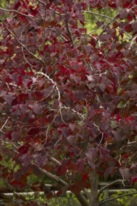 Redbud Forest Pansy included in Grant Park Portland outdoor living space.