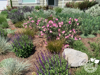 Pollinator bee friendly garden plantings used in Portland yard makeover.