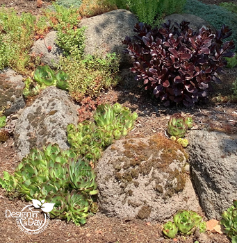 Pollinator friendly Hens and Chicks used with some existing boulders in garden makeover.