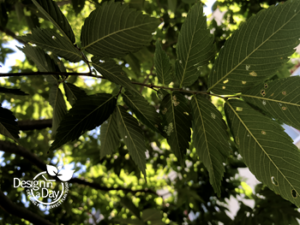 Beetle damage to leaves of Japanese Elm, privacy tree chosen in Kern Neighborhood landscape design