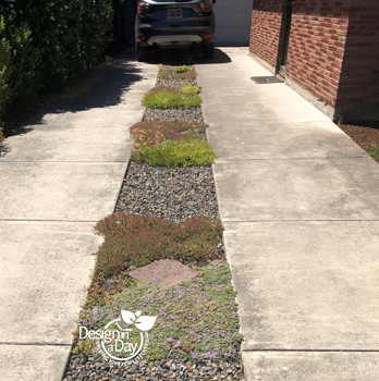 Pollinator friendly plants were even chosen for the driveway of this Portland home. Including Prostrate thyme.