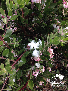 Arctostaphylos, shown here in a North Portland front garden during a snowy February day has flowers that provide food for overwintering hummingbirds and the early bumblebee queens.