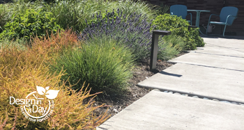 Lavender variety Hidecoat Blue was selected for this Portland garden because it is pollinator friendly.