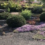 Colorful landscape gardening by Portland landscape designer Carol Lindsay