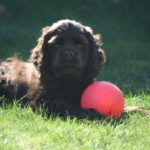Carol's Mercer Island clients puppy Remington Johnson