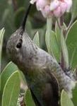 Hummingbird sitting on manzanita plant