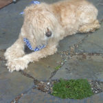 My dog Barley looking at freshly planted Cushion Bolax ground cover.
