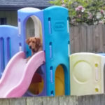 Dog on playground slide dog friendly landscape in Portland Oregon