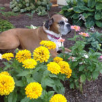 NE Portland garden design dog friendly