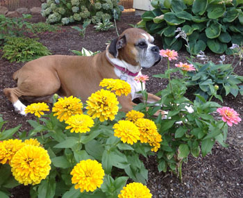 NE Portland boxer dog laying in Zinnia flower bed