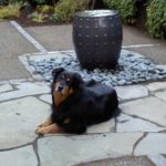 Landscape Design in a Day creates an echo chamber water feature or is it a water bowl?