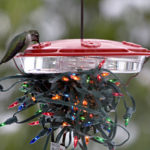 Hummingbird feeder in winter
