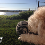 Portland dog friendly landscape design pee proof lawn