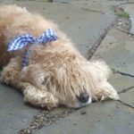 Flagstone can be nice and cool on a dogs tummy