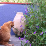 Cracker Jack on Barnes Road roof garden