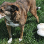 Dog with mushrooms