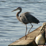 Blue Heron entertains Portland landscape designer