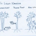 How to restore poorly pruned Nandina domestica in Portland landscapes