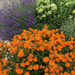 Bright orange and purple flowers add to this Portland, Oregon garden