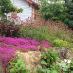 No Lawn NE Portland Landscape Design in Beaumont neighborhood