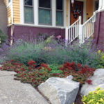 Rock garden plants