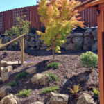 Sango Kaku Japanese Maple set into boulder wall
