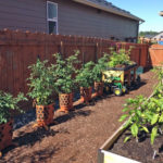 Side yard transformed to easy access edibles garden