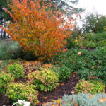 Portland area residential landscape designer.