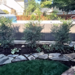 Screening plants for swim spa