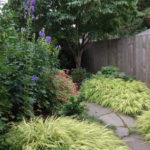 August in the garden: Hakonechloa Macra 'Albostriata' - Japanese Forest Grass; Aconitum 'Tall Blue' - Monkshood; Hardy Fuchsia