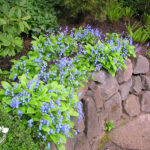 Hillside garden design with rock wall in Portland Oregon