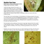 OSU Azalea Lacebug PDF file image
