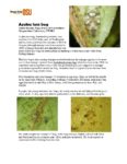 Azalea_lacebug