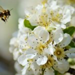 Portland Residential Landscape Designer Bee Advocate
