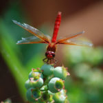 Blueberry and Dragonfly in Portland Residential Landscape Design