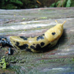 NW Native banana slug does not damage living leaves
