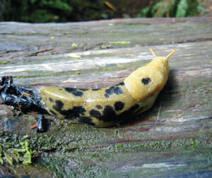NW Native banana slug does not damage living leaves