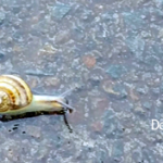 California Brown Snail in Portland, OR