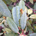 Azalea Lace Bug damage