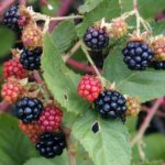 Blackberry Fruit