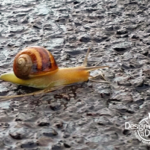 California Brown Snail in Portland landscapes, OR